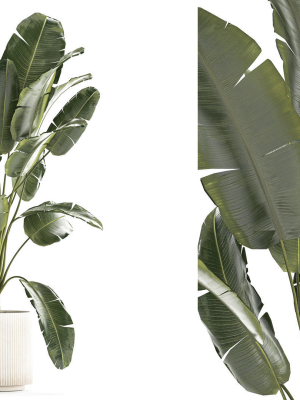 beautiful-strelitzia-banana-palm-in-a-flower-pot-1242-3d-model-e607f737c3