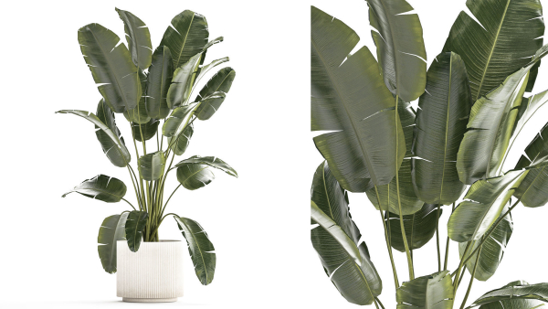 Beautiful Strelitzia banana palm in a flower pot 1242