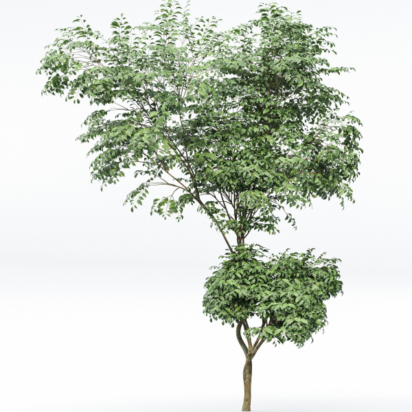 Beautiful Trees Carpinus Betulus and Japanese Cherry Leaf