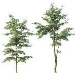 Beautiful Trees Carpinus Betulus and Japanese Cherry Leaf