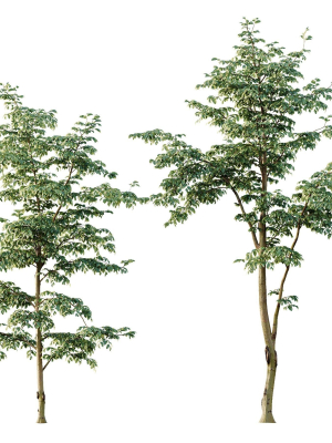 beautiful-trees-carpinus-betulus-and-japanese-cherry-leaf-3d-model-815953fcc1