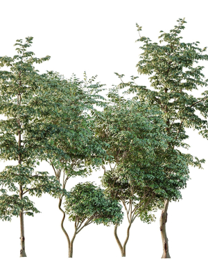 Beautiful Trees Carpinus Betulus and Japanese Cherry Leaf