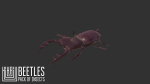 Beetles - pack of insects