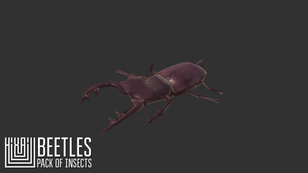 Beetles - pack of insects