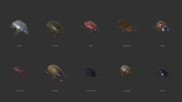 Beetles - pack of insects