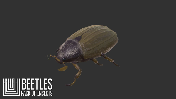 Beetles - pack of insects