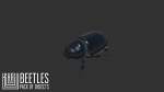 Beetles - pack of insects