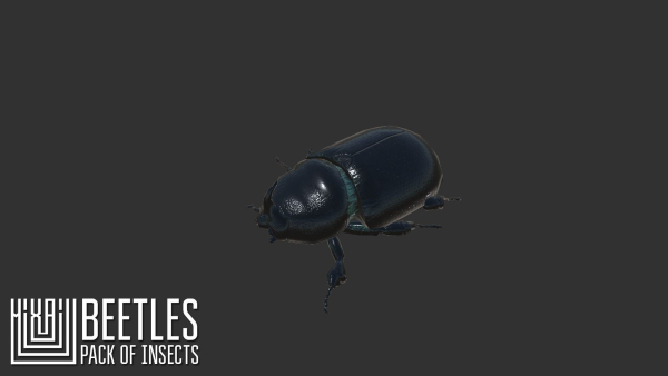 Beetles - pack of insects