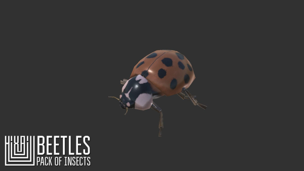 Beetles - pack of insects