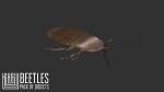 Beetles - pack of insects