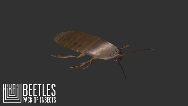 Beetles - pack of insects