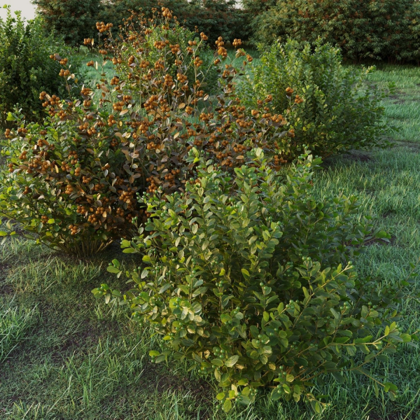 Berberis bush