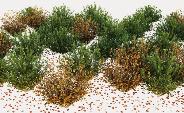 Berberis bush