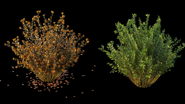 Berberis bush