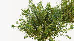Berberis bush