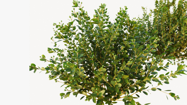 Berberis bush