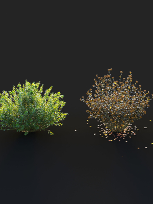 berberis-bush-3d-model-8054bcbe7c