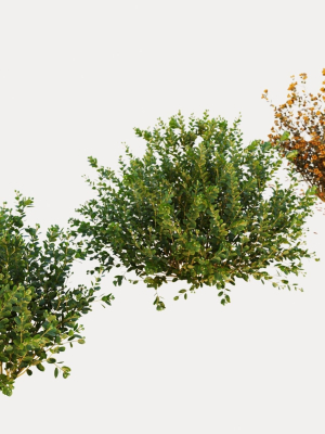 Berberis bush