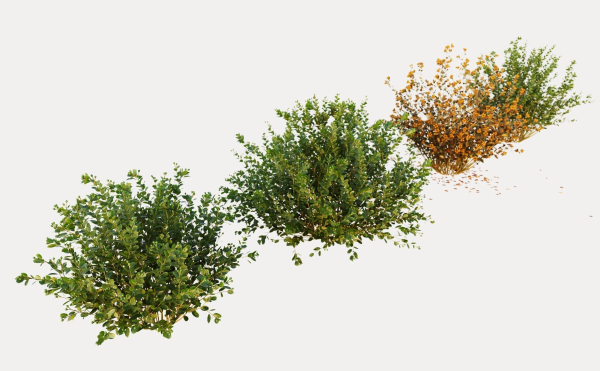 Berberis bush