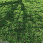 Bermuda grass 2