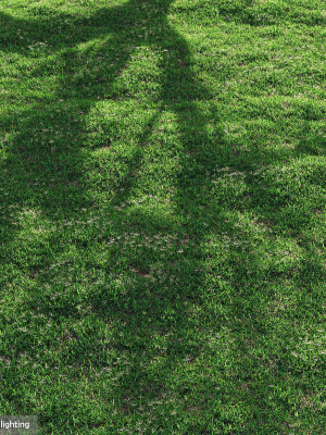 bermuda-grass-2-3d-model-max-fbx-mat