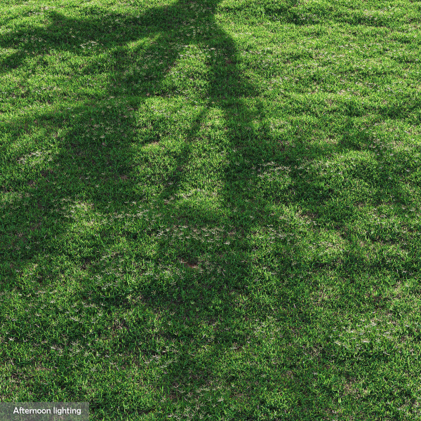 Bermuda grass 2