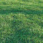 Bermuda grass 2