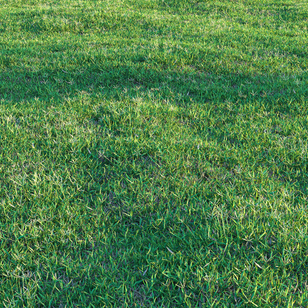 Bermuda grass 2