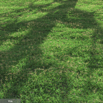 Bermuda grass 2