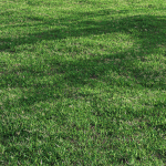 Bermuda grass 2