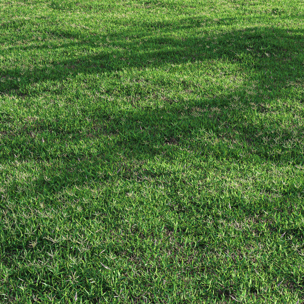 Bermuda grass 2