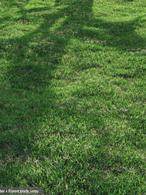 Bermuda grass 2