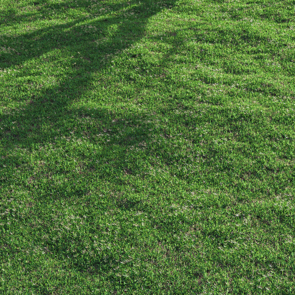 Bermuda grass 2