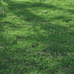 Bermuda grass 2