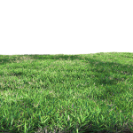 Bermuda grass 2