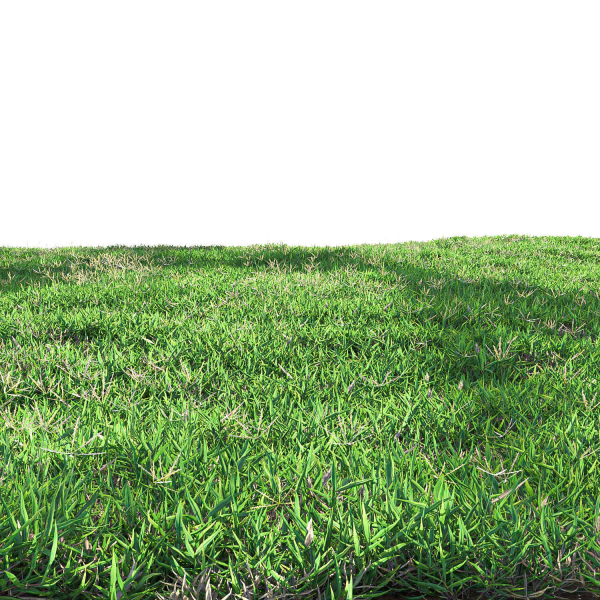 Bermuda grass 2