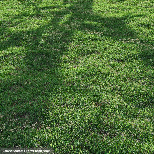 Bermuda grass 2