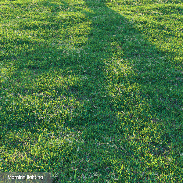 Bermuda grass 2