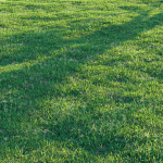 Bermuda grass 2