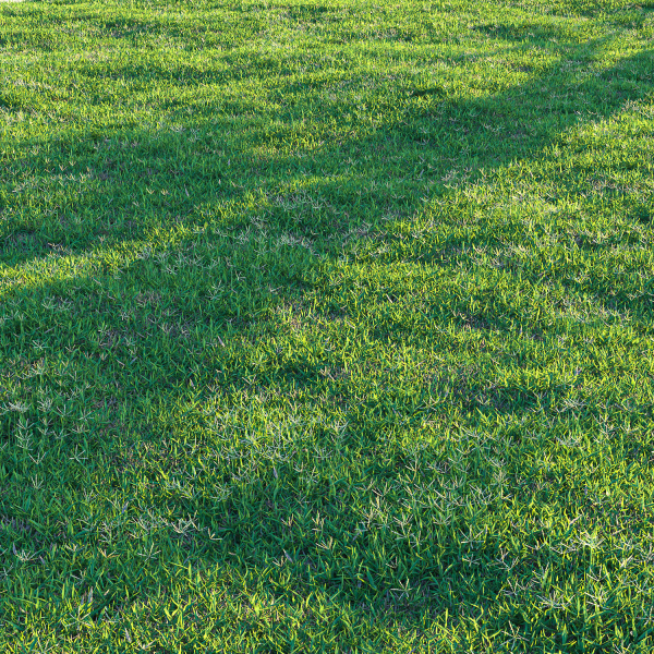 Bermuda grass 2