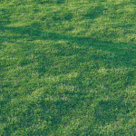 Bermuda grass 2