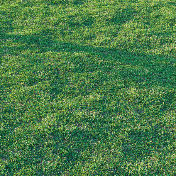 Bermuda grass 2