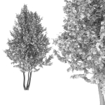 Betula 02 H4-6 m