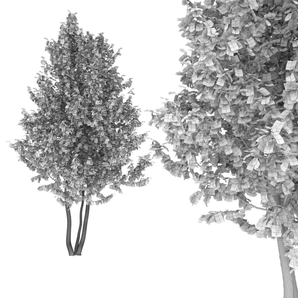 Betula 02 H4-6 m