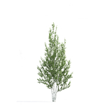 Betula 02 H4-6 m