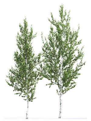 betula-02-h4-6-m-3d-model-a7336cb42b