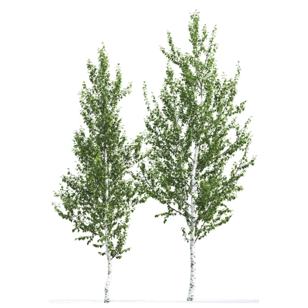 Betula 02 H4-6 m