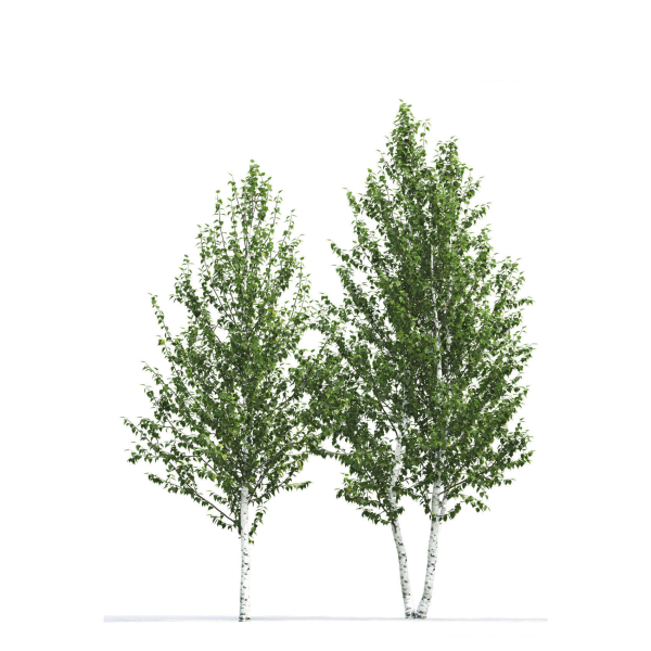 Betula 02 H4-6 m