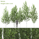 Betula 02 H4-6 m