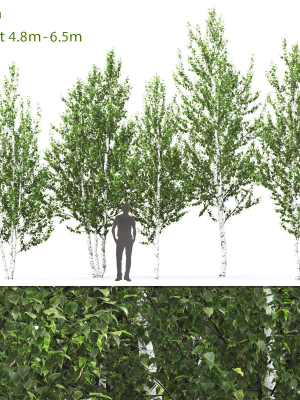 Betula 02 H4-6 m